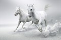 horses snow white running black and white